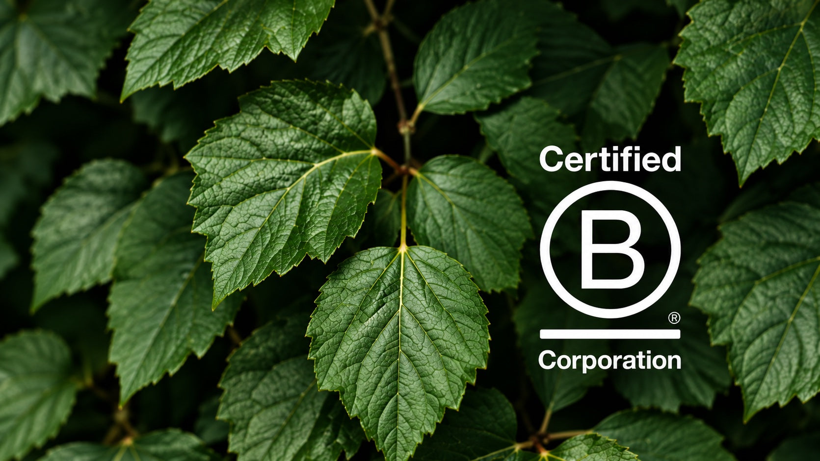 Certified B Corporation